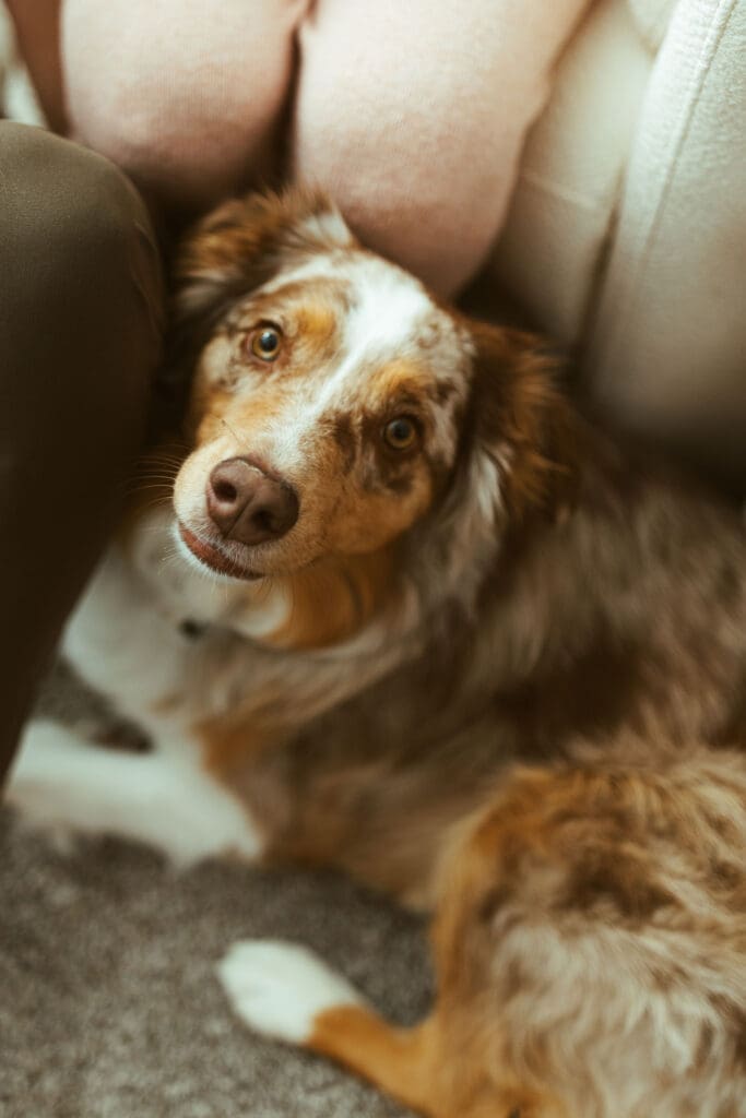 Paradise Valley lifestyle newborn session featuring family dogs laying beside newborn baby in luxury Arizona home