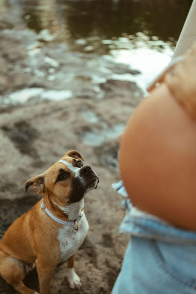 Family dog sitting beside expecting mother during a candid maternity session in Arizona.
