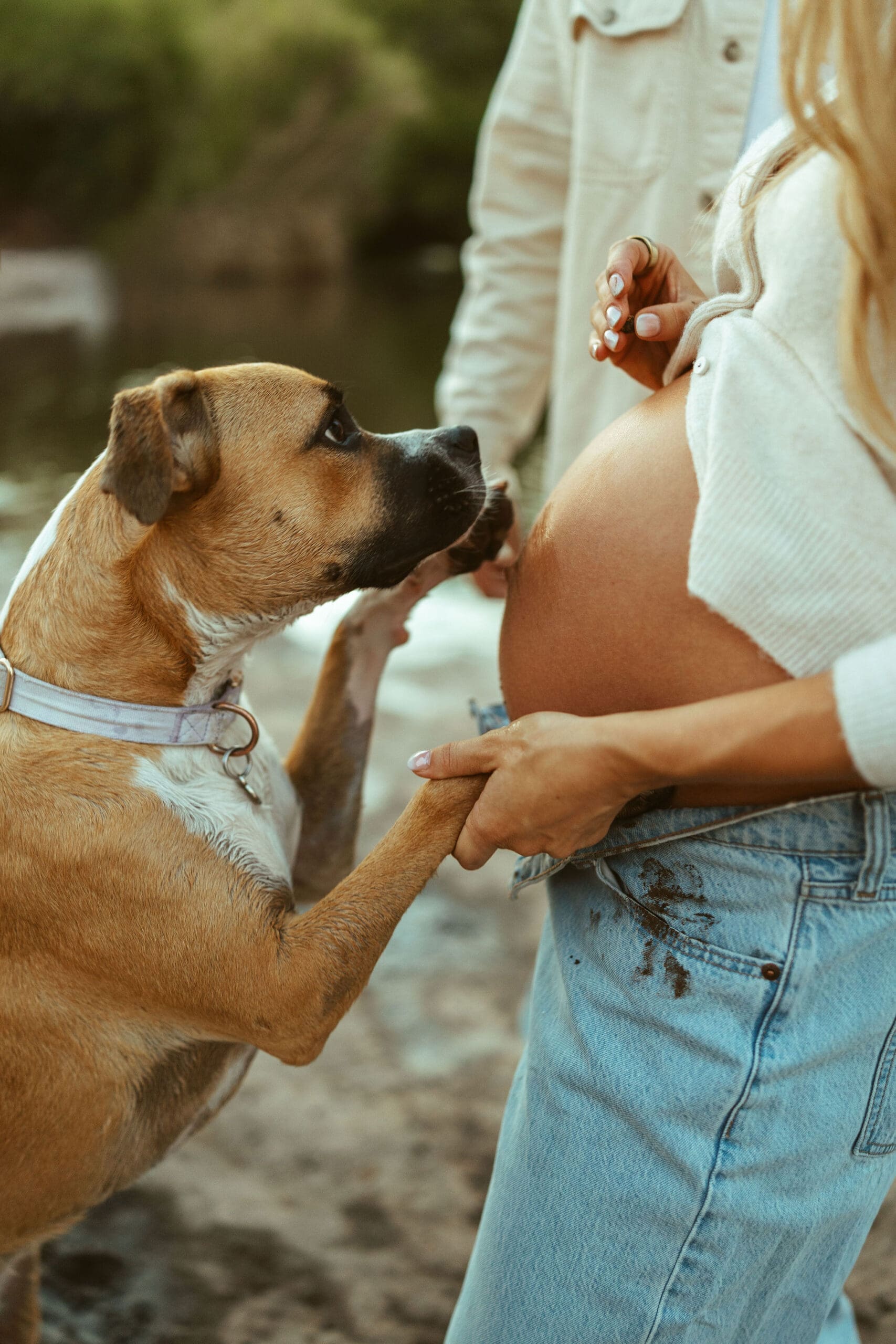 salt river maternity session with dog kissing mom's belly