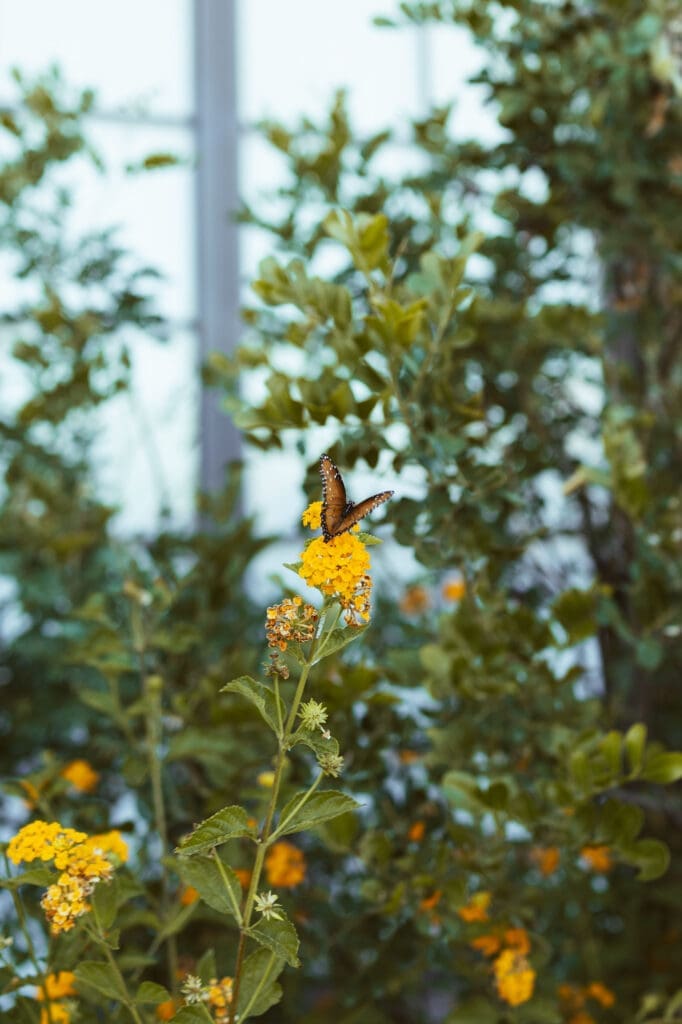 Butterfly at the Paseo on wedding day landing on yellow flowers in front of large wooden building and metal doors