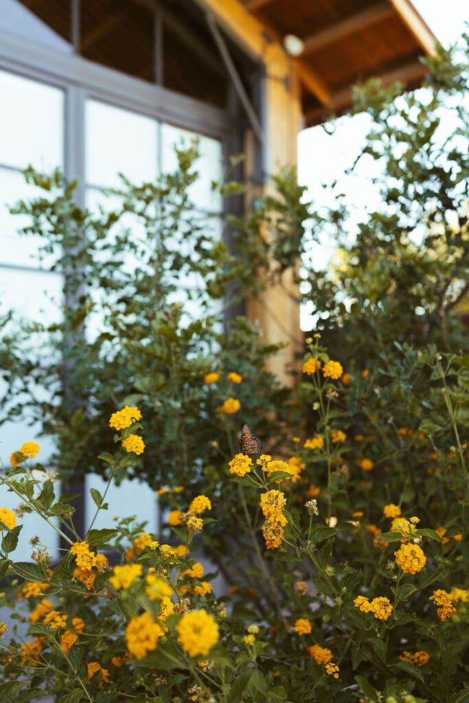 Butterfly at the Paseo on wedding day landing on yellow flowers in front of large wooden building and metal doors
