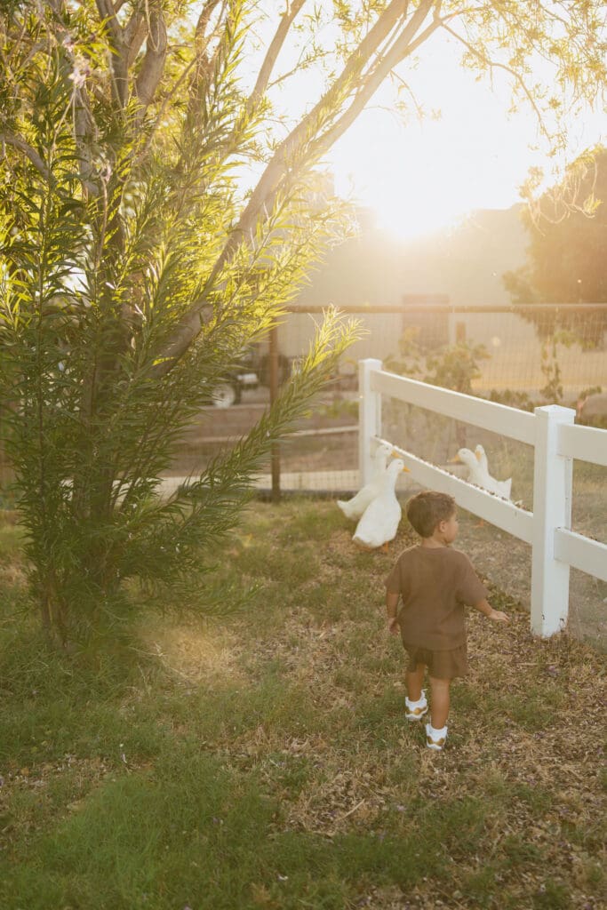 Toddler watching white ducks during a family maternity session at Patch of Paradise AZ near Queen Creek.