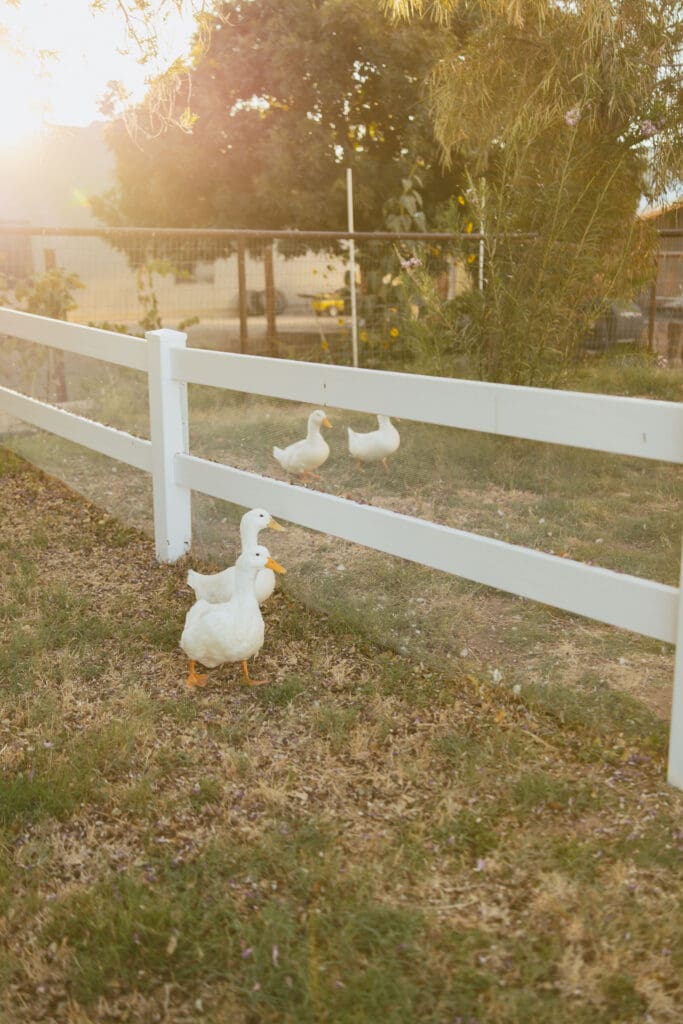 White ducks gathered along a fence at Patch of Paradise AZ, a unique Gilbert maternity photo location.
