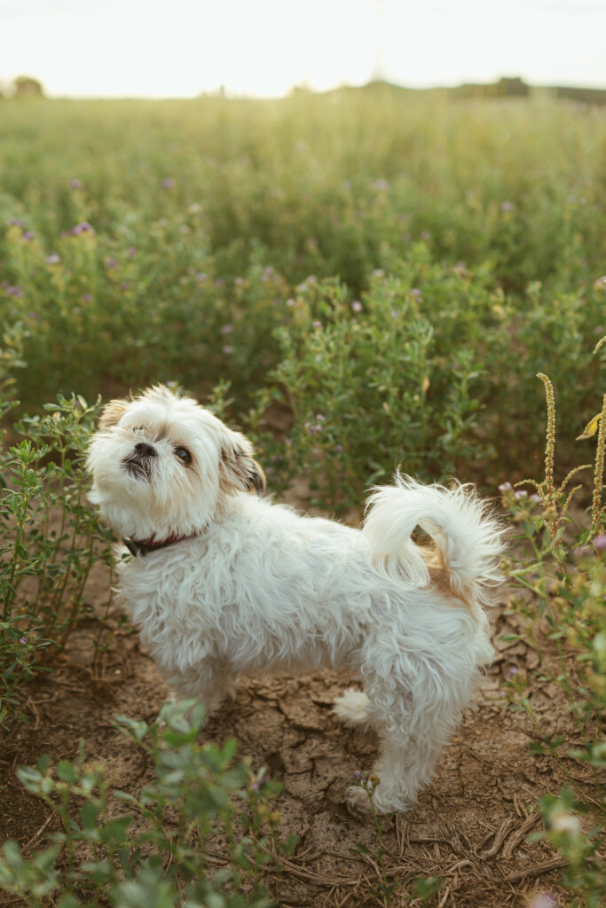 Dog included in an outdoor family photography session in Queen Creek, Arizona